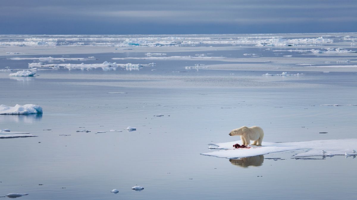  ‘Worrying turning point for the Earth’: The Arctic Ocean may experience its first ice-free day in just three years, according to a concerning study.
 